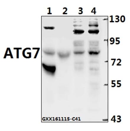 Anti-ATG7 Antibody from Bioworld Technology (BS6046) - Antibodies.com