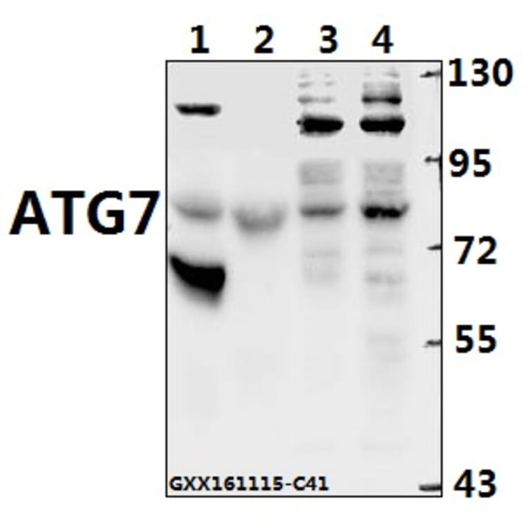 Anti-ATG7 Antibody from Bioworld Technology (BS6046) - Antibodies.com