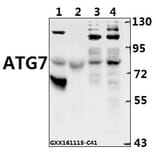 Anti-ATG7 Antibody from Bioworld Technology (BS6046) - Antibodies.com