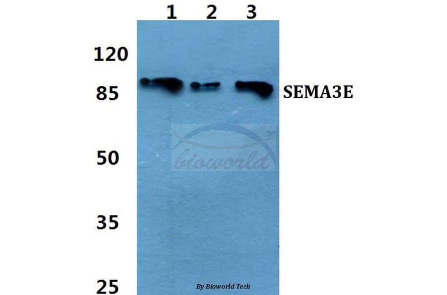 Anti-SEMA3E Antibody from Bioworld Technology (BS60460) - Antibodies.com