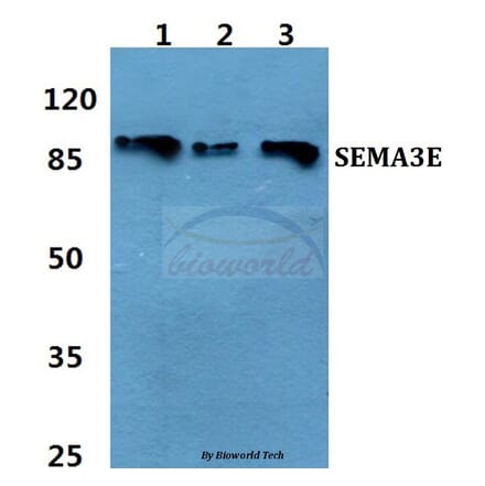 Anti-SEMA3E Antibody from Bioworld Technology (BS60460) - Antibodies.com