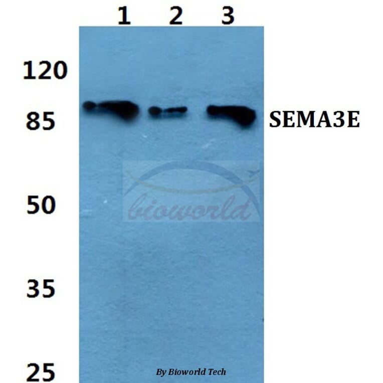 Anti-SEMA3E Antibody from Bioworld Technology (BS60460) - Antibodies.com