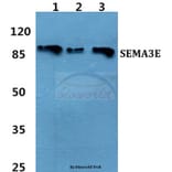 Anti-SEMA3E Antibody from Bioworld Technology (BS60460) - Antibodies.com