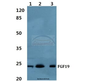 Anti-FGF19 Antibody from Bioworld Technology (BS60461) - Antibodies.com