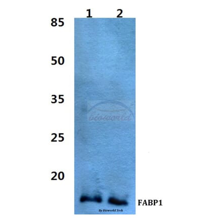 Anti-FABP1 Antibody from Bioworld Technology (BS60462) - Antibodies.com