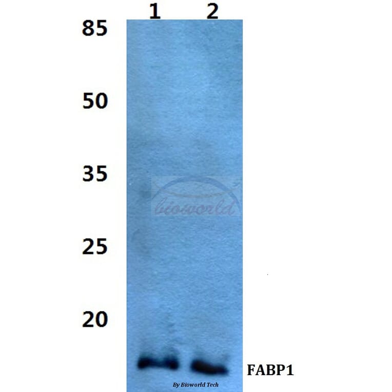 Anti-FABP1 Antibody from Bioworld Technology (BS60462) - Antibodies.com