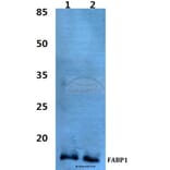 Anti-FABP1 Antibody from Bioworld Technology (BS60462) - Antibodies.com