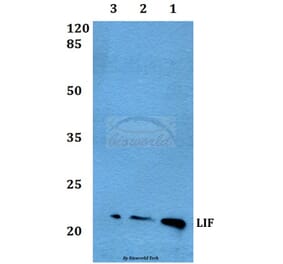 Anti-LIF Antibody from Bioworld Technology (BS60463) - Antibodies.com