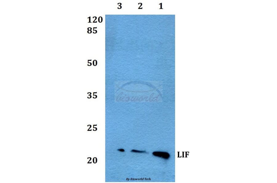 Anti-LIF Antibody from Bioworld Technology (BS60463) - Antibodies.com