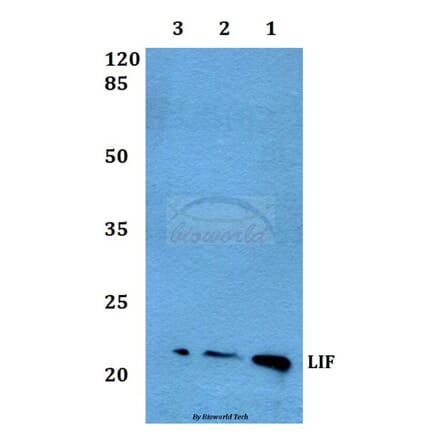 Anti-LIF Antibody from Bioworld Technology (BS60463) - Antibodies.com