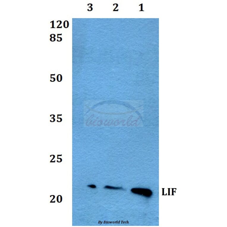 Anti-LIF Antibody from Bioworld Technology (BS60463) - Antibodies.com