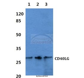Anti-CD40 Ligand Antibody from Bioworld Technology (BS60466) - Antibodies.com