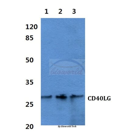 Anti-CD40 Ligand Antibody from Bioworld Technology (BS60466) - Antibodies.com