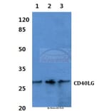 Anti-CD40 Ligand Antibody from Bioworld Technology (BS60466) - Antibodies.com