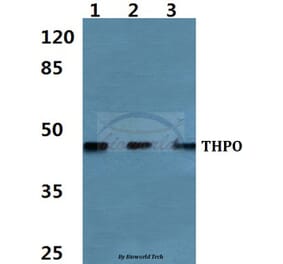 Anti-Thrombopoietin Antibody from Bioworld Technology (BS60467) - Antibodies.com