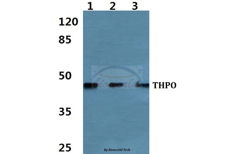 Anti-Thrombopoietin Antibody from Bioworld Technology (BS60467) - Antibodies.com