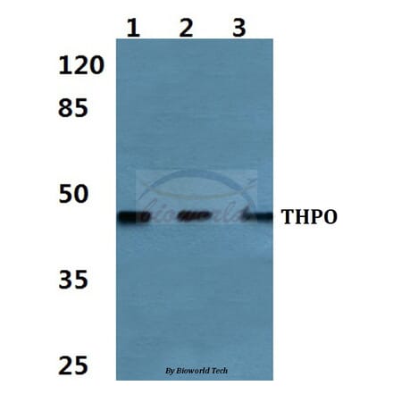Anti-Thrombopoietin Antibody from Bioworld Technology (BS60467) - Antibodies.com