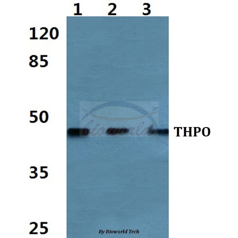 Anti-Thrombopoietin Antibody from Bioworld Technology (BS60467) - Antibodies.com