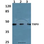 Anti-Thrombopoietin Antibody from Bioworld Technology (BS60467) - Antibodies.com