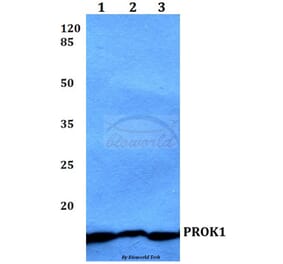 Anti-PROK1 Antibody from Bioworld Technology (BS60468) - Antibodies.com