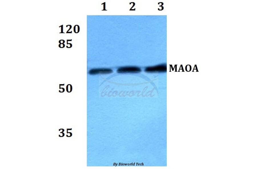 Anti-MAOA Antibody from Bioworld Technology (BS60469) - Antibodies.com