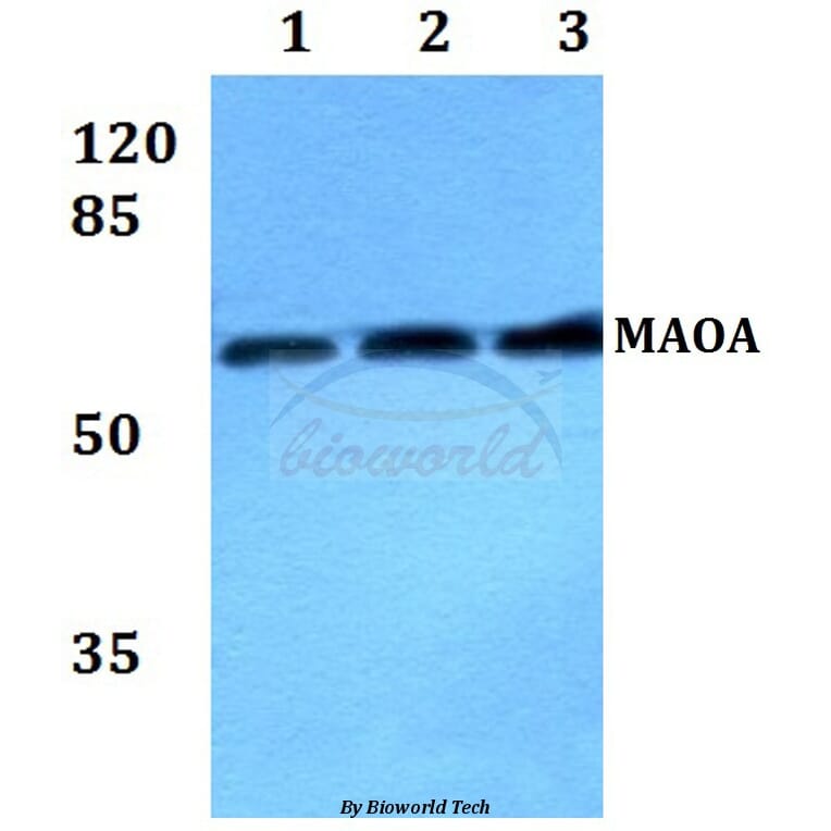 Anti-MAOA Antibody from Bioworld Technology (BS60469) - Antibodies.com