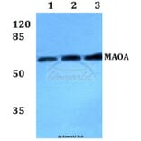 Anti-MAOA Antibody from Bioworld Technology (BS60469) - Antibodies.com