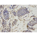 Anti-LTA4H Antibody from Bioworld Technology (BS6047) - Antibodies.com