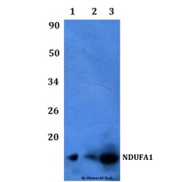 Anti-NDUFA1 Antibody from Bioworld Technology (BS60474) - Antibodies.com