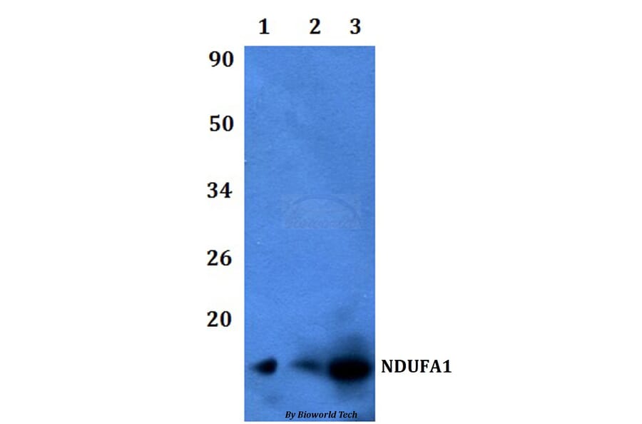 Anti-NDUFA1 Antibody from Bioworld Technology (BS60474) - Antibodies.com