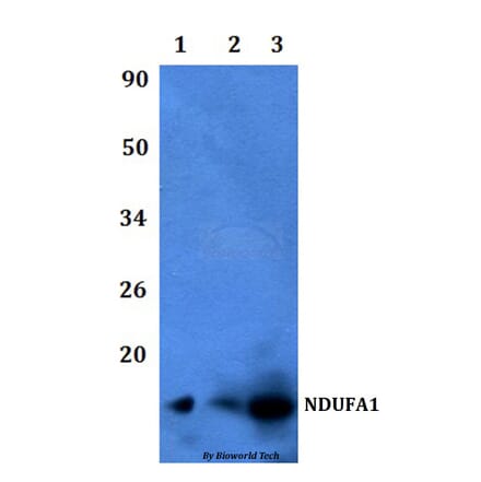 Anti-NDUFA1 Antibody from Bioworld Technology (BS60474) - Antibodies.com