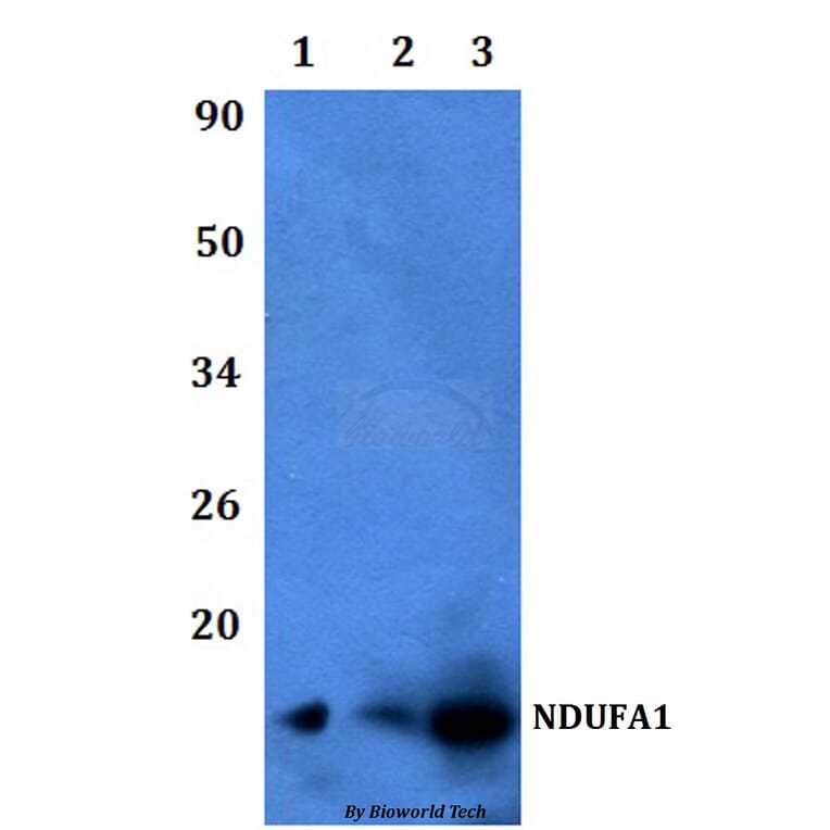 Anti-NDUFA1 Antibody from Bioworld Technology (BS60474) - Antibodies.com