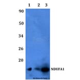 Anti-NDUFA1 Antibody from Bioworld Technology (BS60474) - Antibodies.com