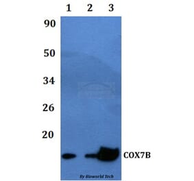 Anti-COX7B Antibody from Bioworld Technology (BS60476) - Antibodies.com