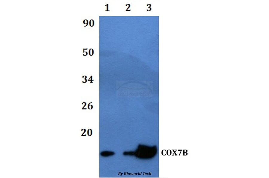 Anti-COX7B Antibody from Bioworld Technology (BS60476) - Antibodies.com