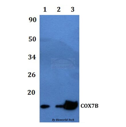 Anti-COX7B Antibody from Bioworld Technology (BS60476) - Antibodies.com