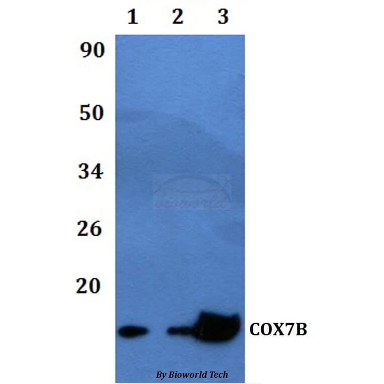 Anti-COX7B Antibody from Bioworld Technology (BS60476) - Antibodies.com