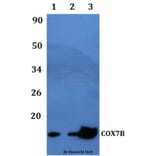 Anti-COX7B Antibody from Bioworld Technology (BS60476) - Antibodies.com