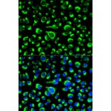 Anti-P4HB Antibody from Bioworld Technology (BS6048) - Antibodies.com