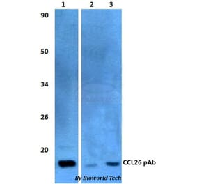 Anti-CCL26 Antibody from Bioworld Technology (BS60482) - Antibodies.com