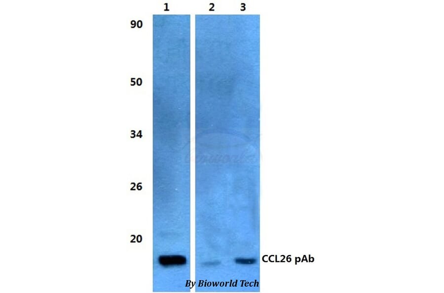 Anti-CCL26 Antibody from Bioworld Technology (BS60482) - Antibodies.com