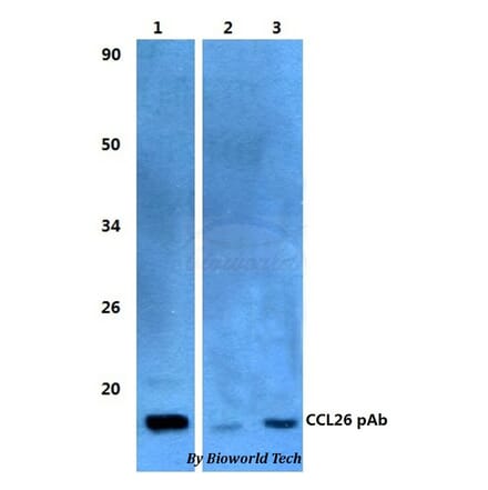 Anti-CCL26 Antibody from Bioworld Technology (BS60482) - Antibodies.com