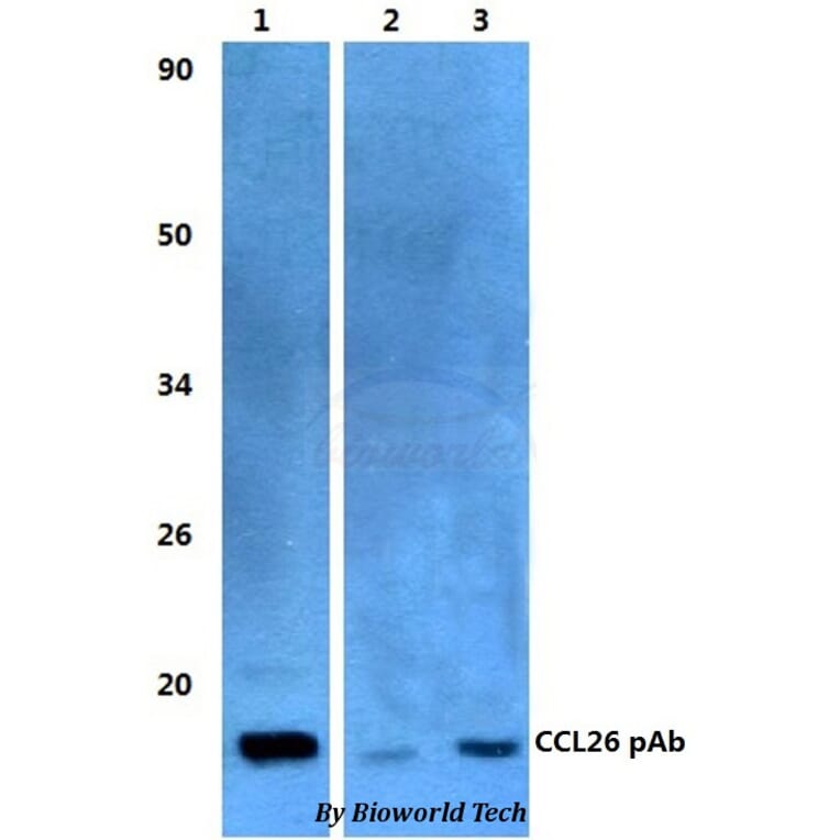 Anti-CCL26 Antibody from Bioworld Technology (BS60482) - Antibodies.com