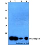 Anti-COX6B2 Antibody from Bioworld Technology (BS60483) - Antibodies.com