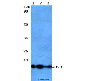 Anti-ATP5J2 Antibody from Bioworld Technology (BS60484) - Antibodies.com