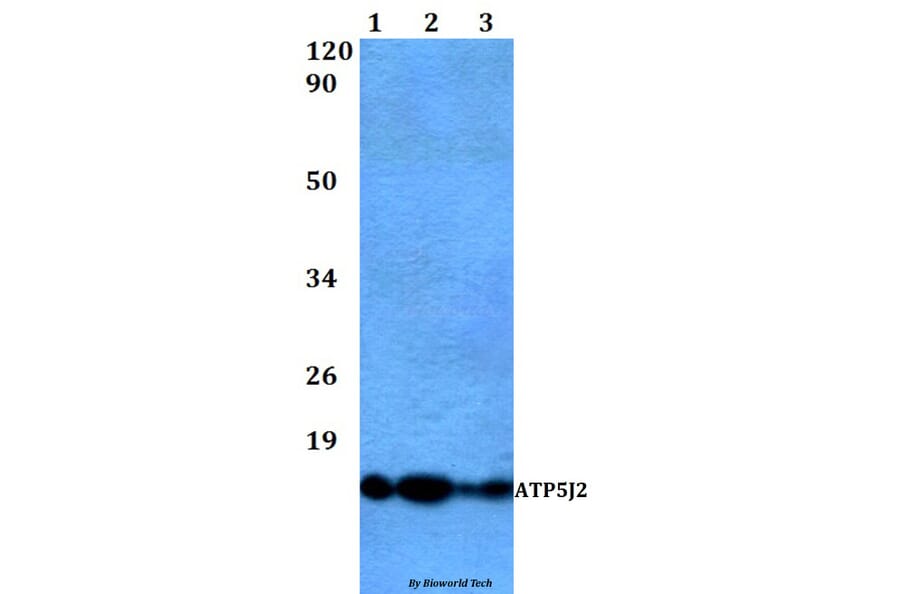 Anti-ATP5J2 Antibody from Bioworld Technology (BS60484) - Antibodies.com