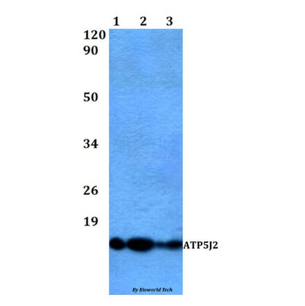 Anti-ATP5J2 Antibody from Bioworld Technology (BS60484) - Antibodies.com