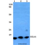 Anti-CCL11 Antibody from Bioworld Technology (BS60485) - Antibodies.com