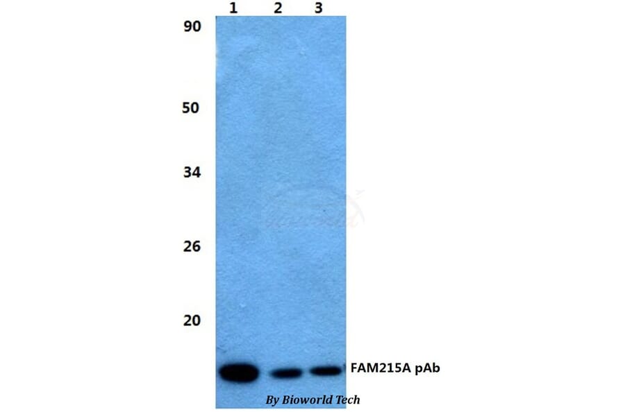 Anti-FAM215A Antibody from Bioworld Technology (BS60486) - Antibodies.com