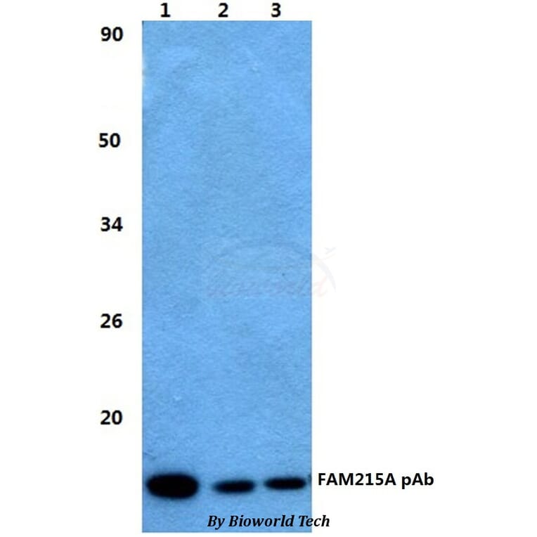 Anti-FAM215A Antibody from Bioworld Technology (BS60486) - Antibodies.com